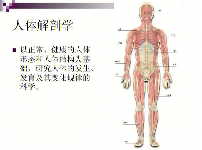 最新人体解剖学研究