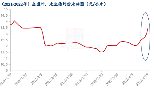 今日小猪市场行情分析