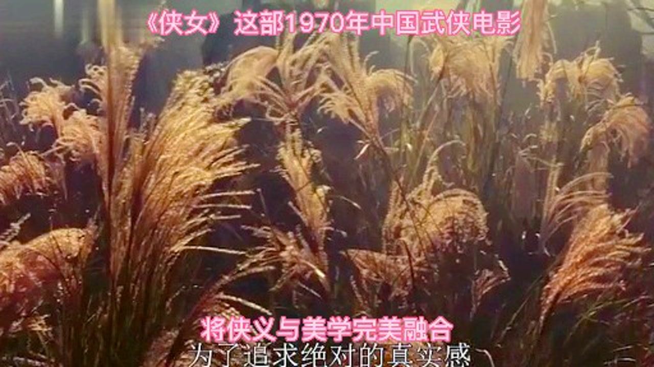 最新电脑动态桌面，科技与美学的完美融合