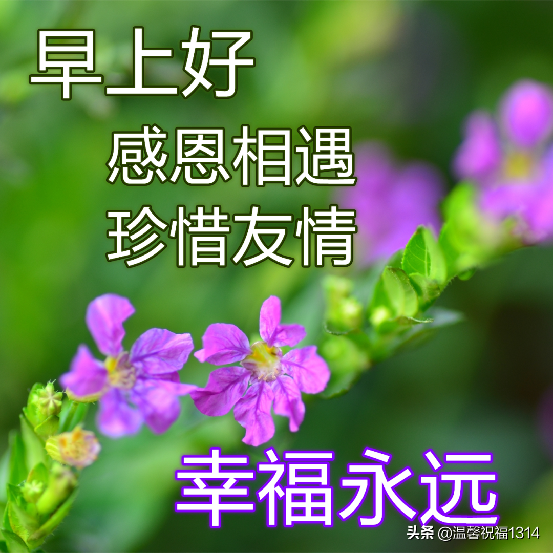 今日最新问候图语，传递温暖与祝福